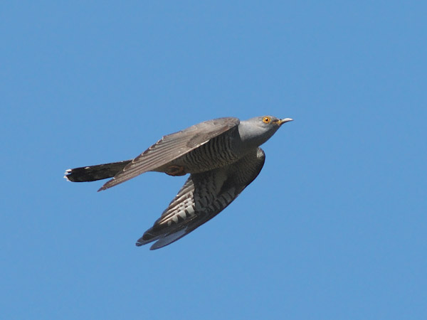 Käki, Common Cuckoo, Cuculus canorus